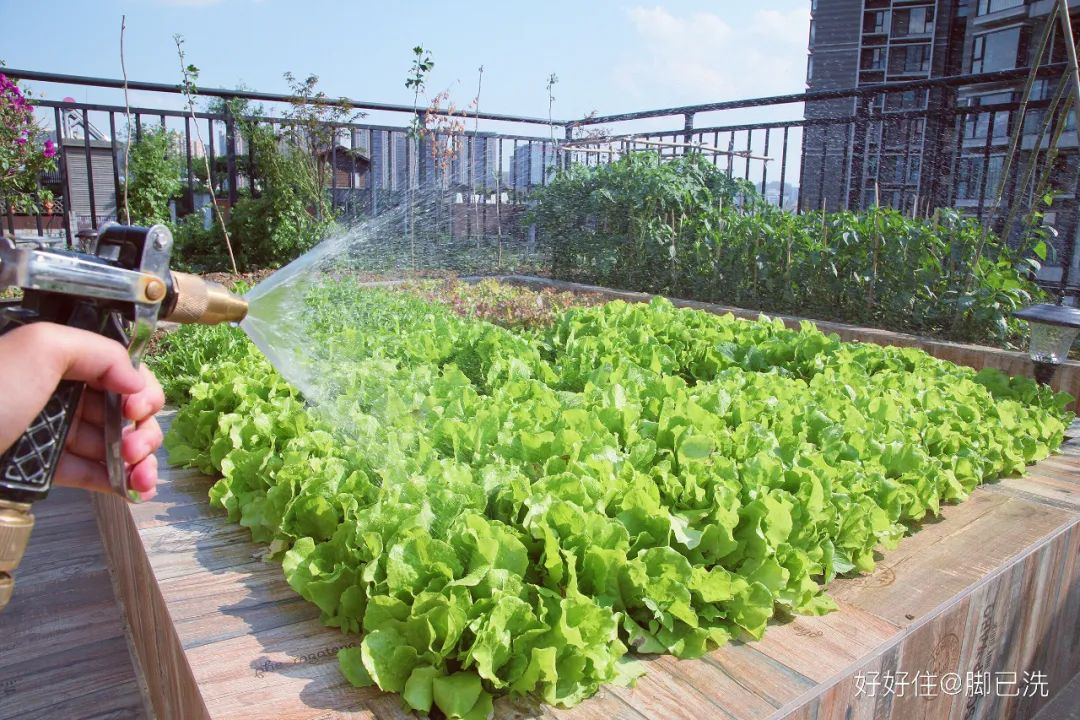 人在上海抢菜失败现在开始学习种菜