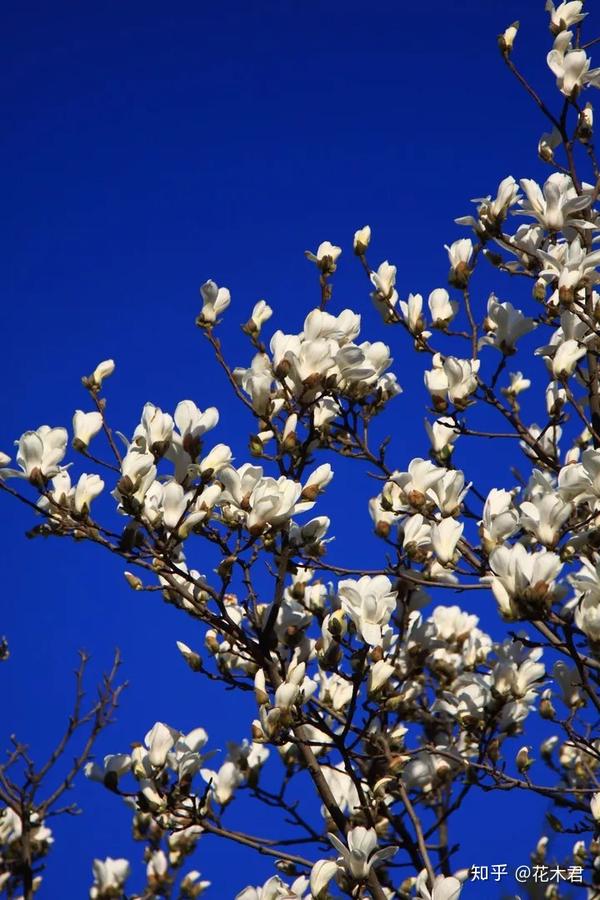 值得收藏的二十四花信风和优美诗词品赏 知乎