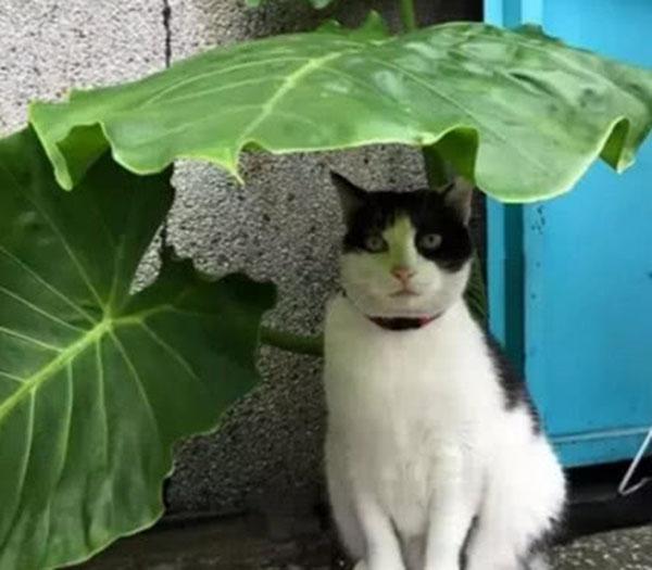 揭秘 猫一洗脸就要下雨 是真的吗 知乎 揭秘 猫一洗脸就要下雨 是真的吗 知乎