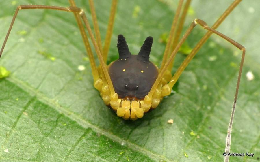 harvestman,兔子收割者,emmmmmetagryne bicolumnata,一種盲蛛(不是