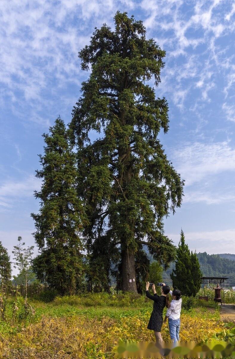 南部山区农民最钟情种植的摇钱树,成片的杉木林常常被称为"绿色银行"