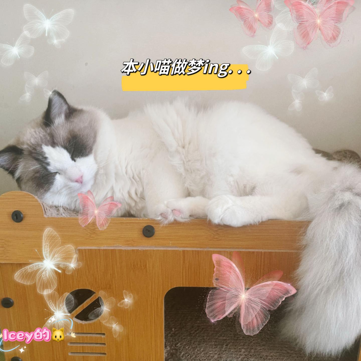 养猫久了才明白猫咪的睡眠时间能判断健康状况喔！ - 知乎