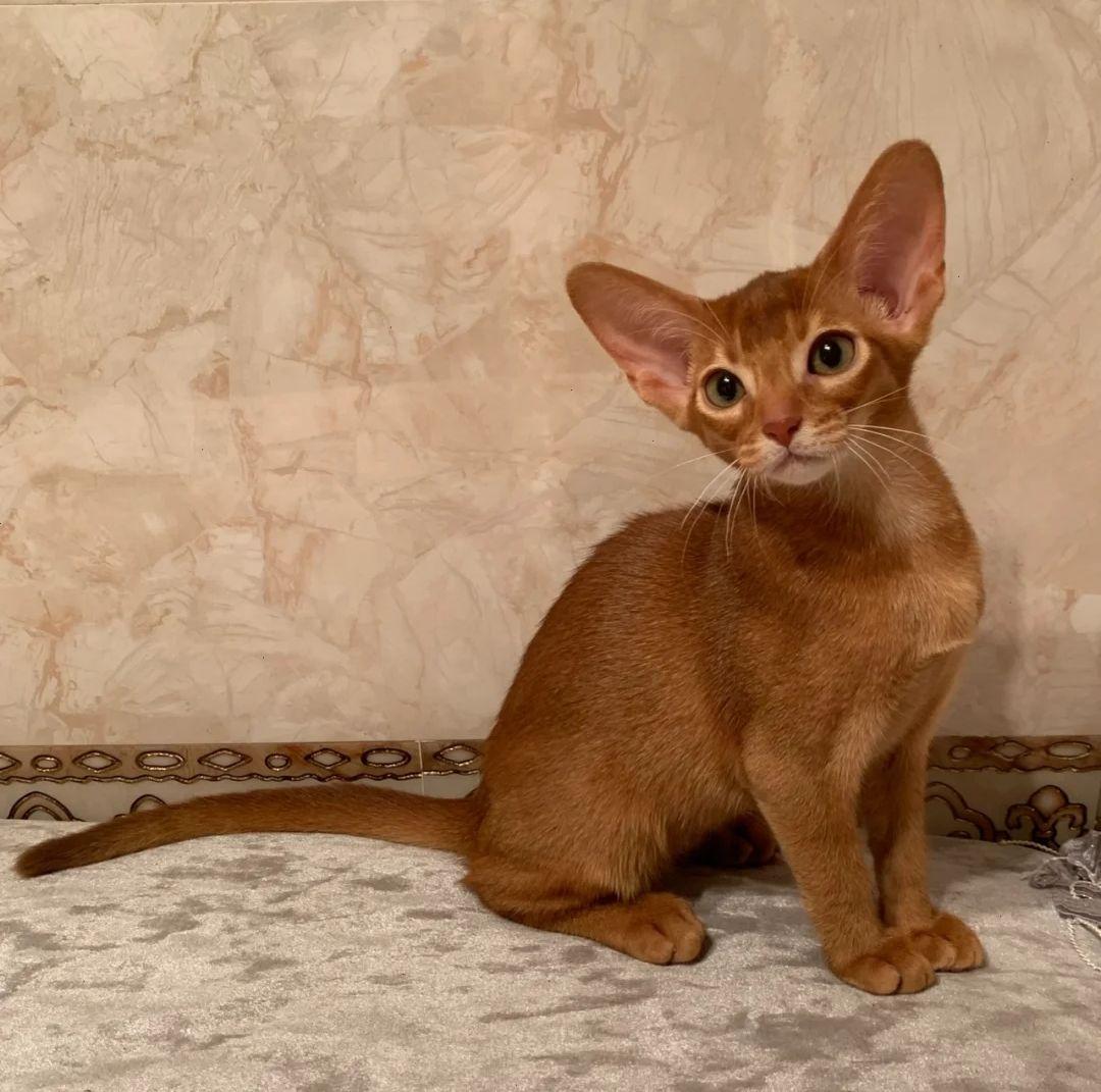 花多少钱买阿比西尼亚猫最划算 - 知乎