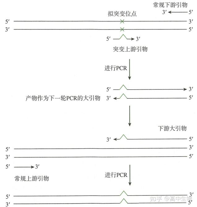 PCR基因定点突变 - 知乎