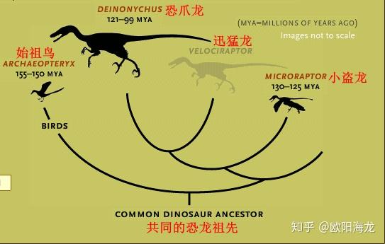 恐龙演化为鸟类的过程中羽毛是何时出现如何演化的