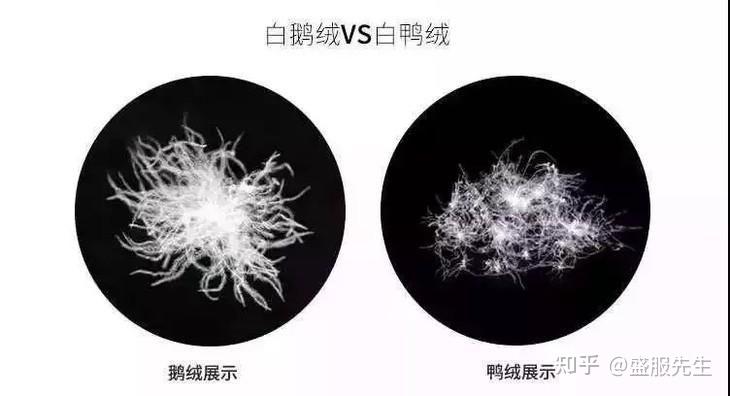 羽绒服选鸭绒还是鹅绒?