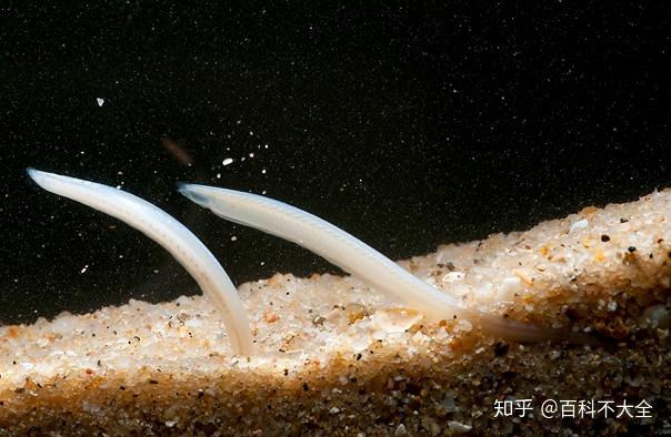 头索动物 zhuanlan.zhihu.com