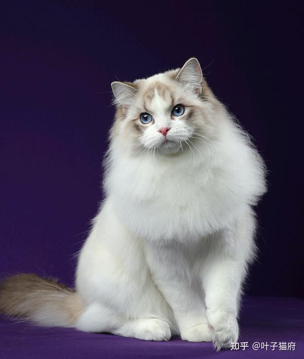 猫的生活习性你知道多少？你真的了解你家猫吗？ - 知乎
