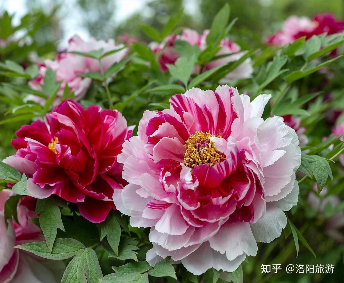 2023年第40届洛阳牡丹花会文化节,赏花时间及地点攻略大全 - 知乎