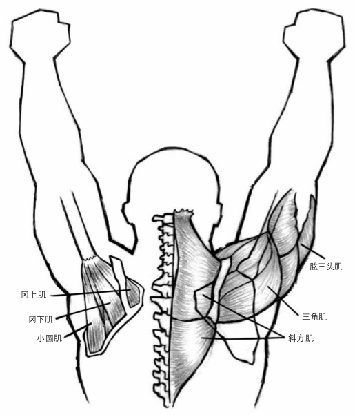 讓屁股飛髖關節主動原則