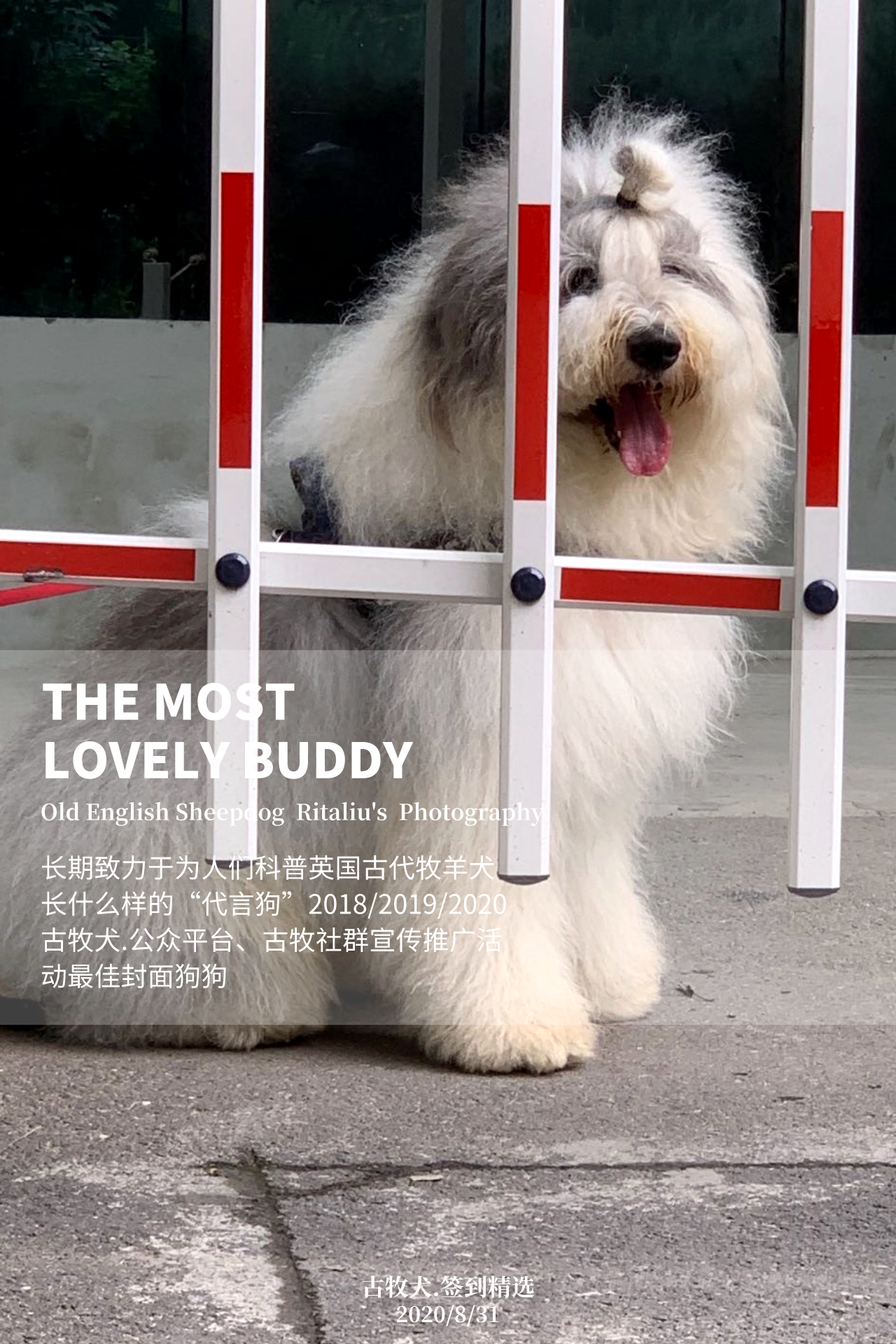 英国古代牧羊犬的体型比较健壮,呈正方形,十分迷人.