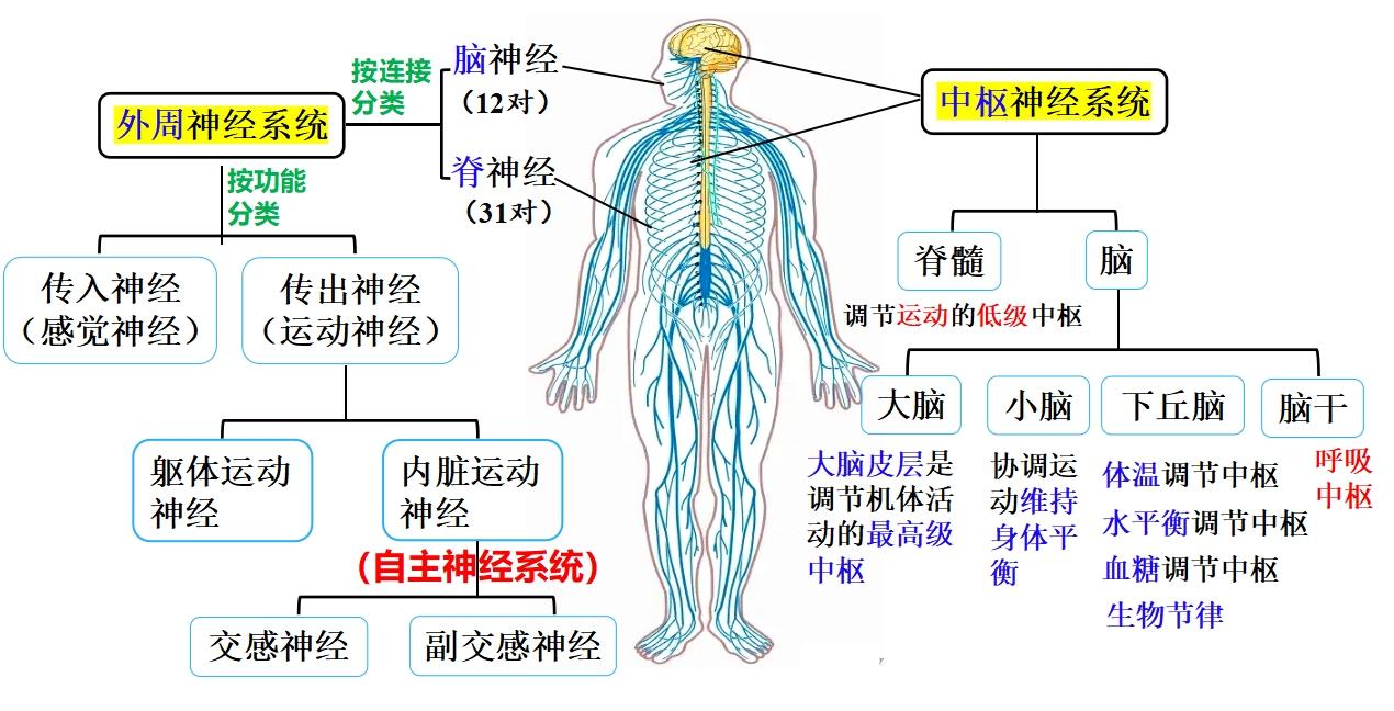 高中生物,内脏运动神经和自主神经系统的区别是什么?