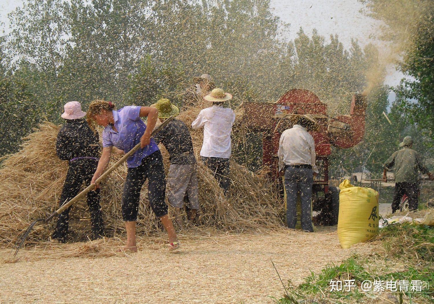 打场基本都是全家上场,有人送料,有人挑麦秸秆,有人收麦籽.