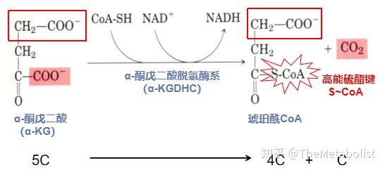代謝學人好看的生化書三羧酸循環篇