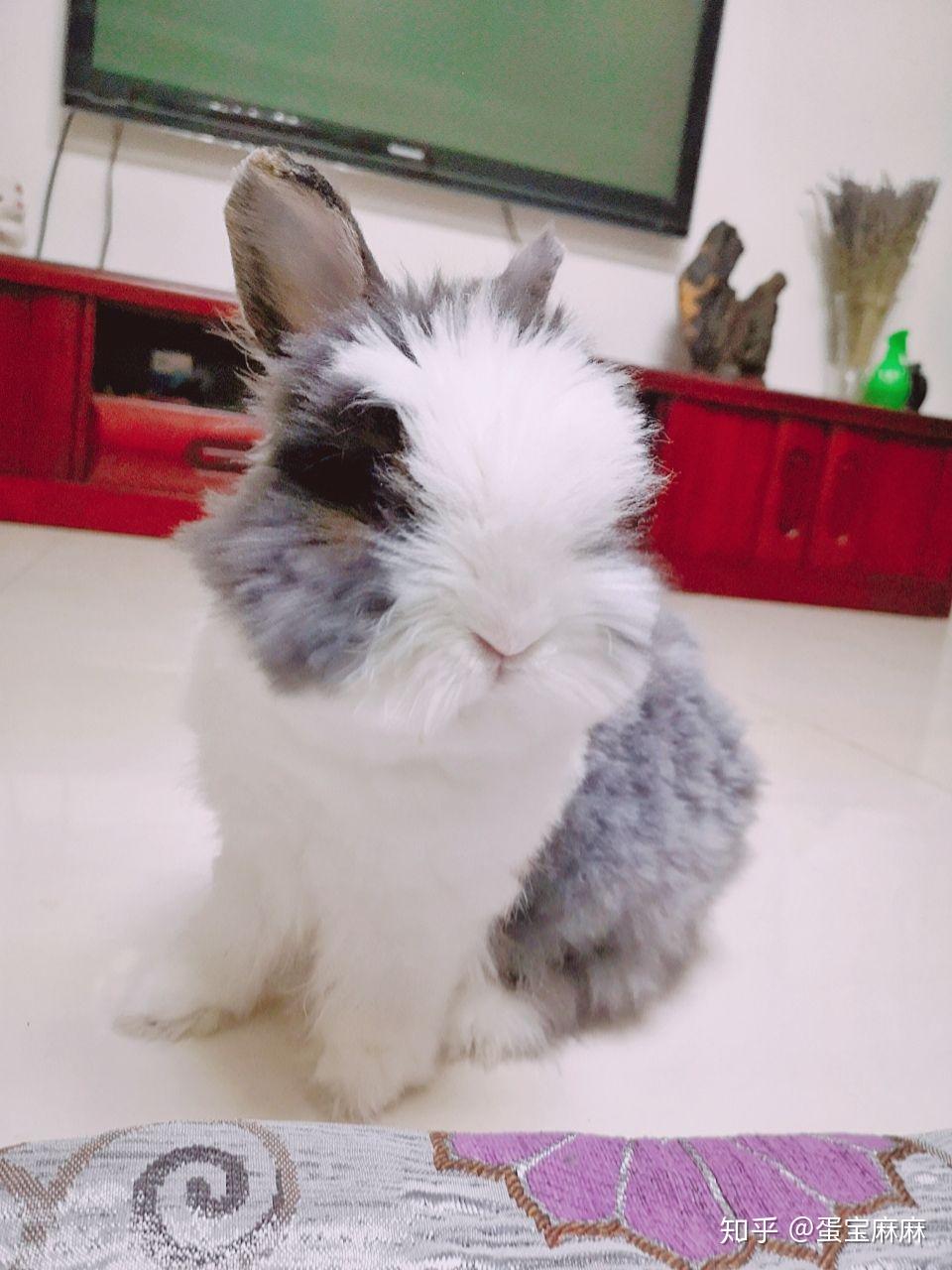 这是什么品种的兔子鸭