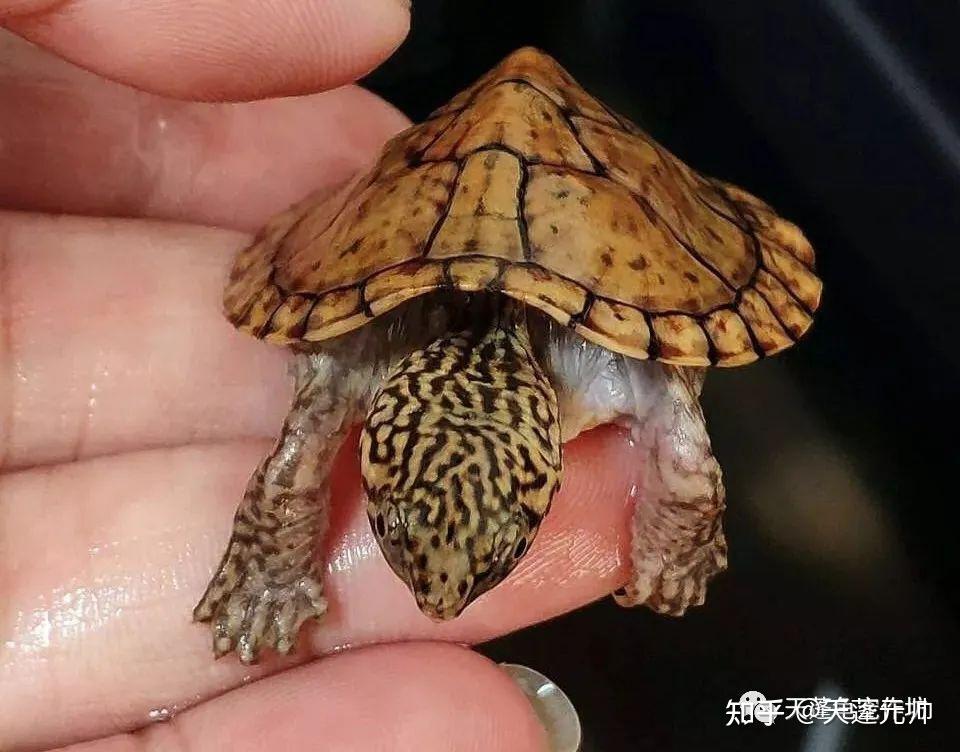深水小老虎-虎纹麝香龟 - 知乎