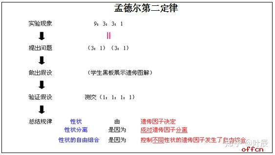 孟德爾第二定律