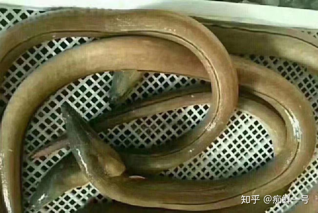 土龙药膳土龙炖汤做法分享#东山岛海鲜