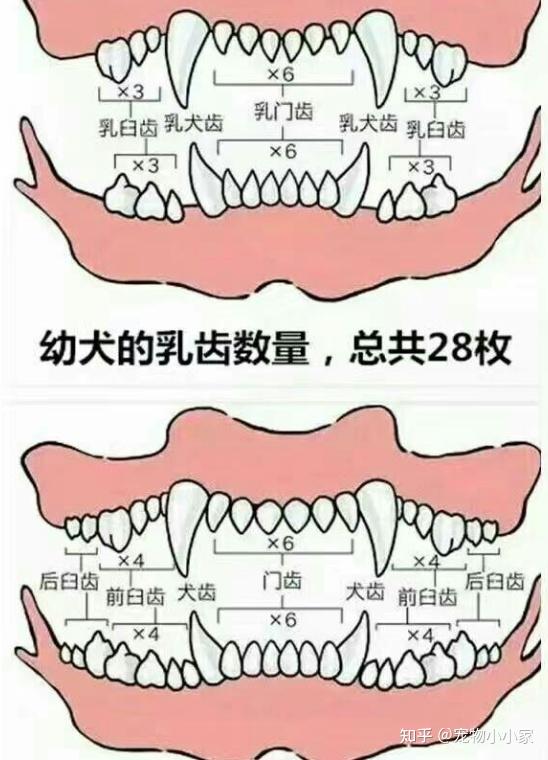 判断狗狗年龄可以用这几种方法