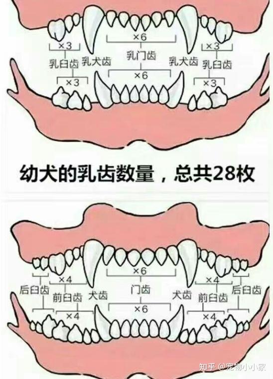 狗的年龄怎么算图片