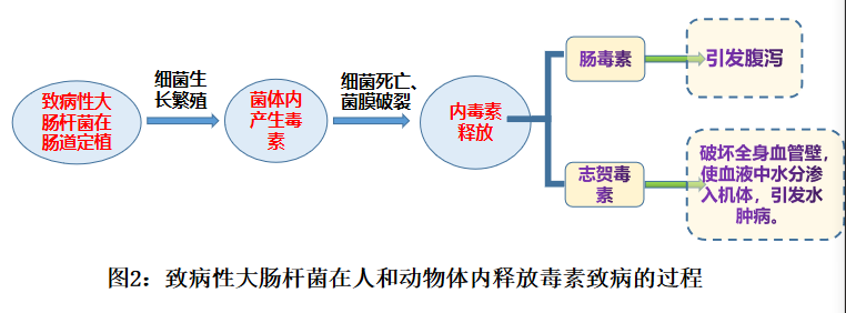 大肠杆菌危害图片