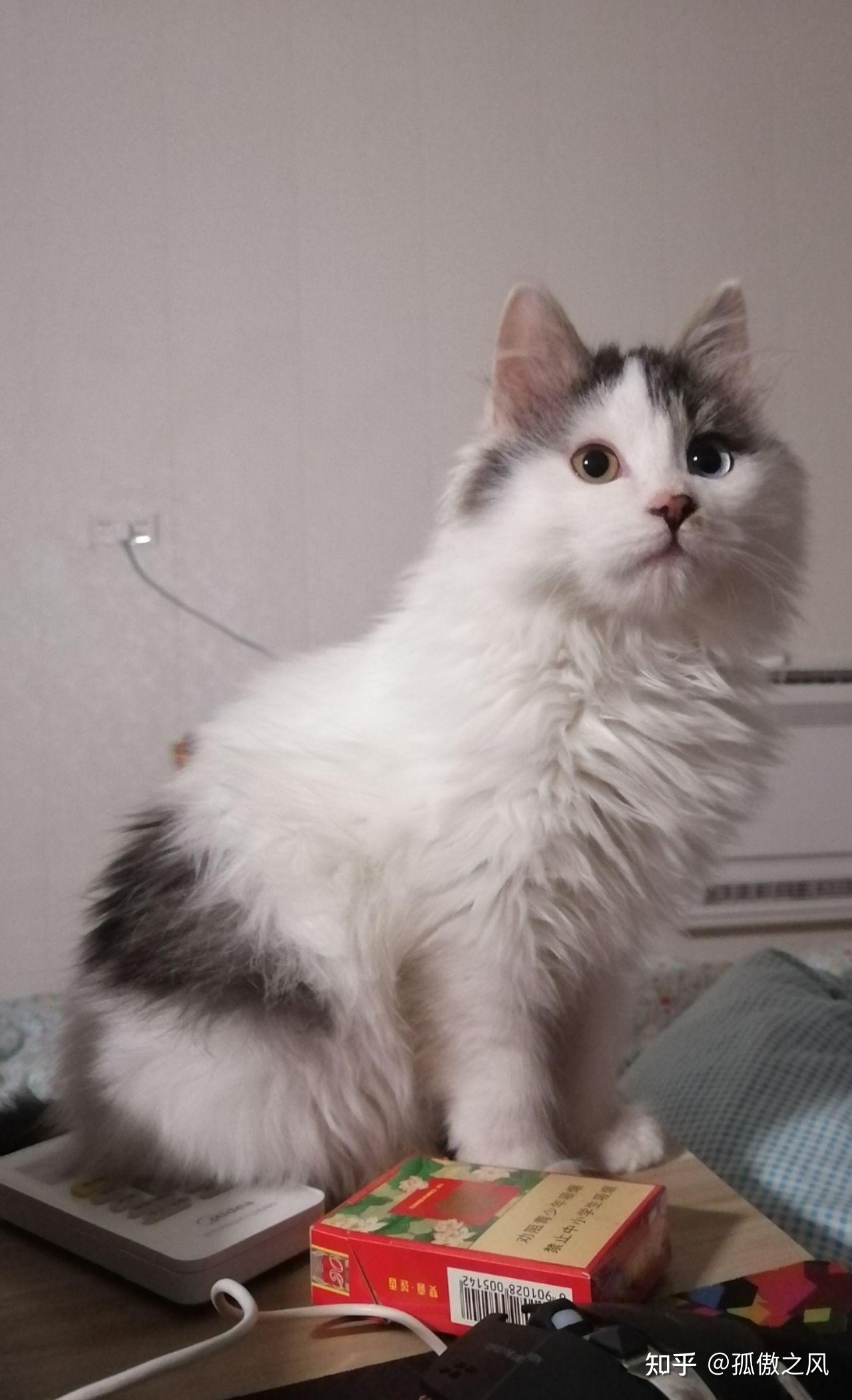 布偶和狮子猫串串是什么样子呀