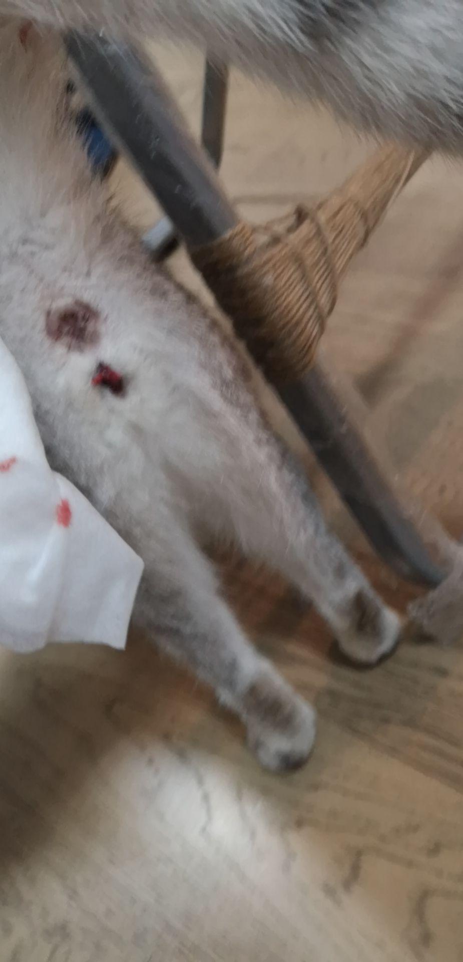 母猫交配后一个月左右(初步判定交配成功了),屁股流血,有知友知道是不