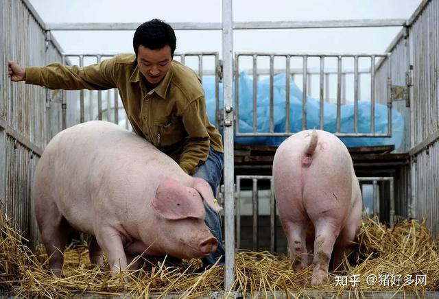 养猪场日猪小伙图片