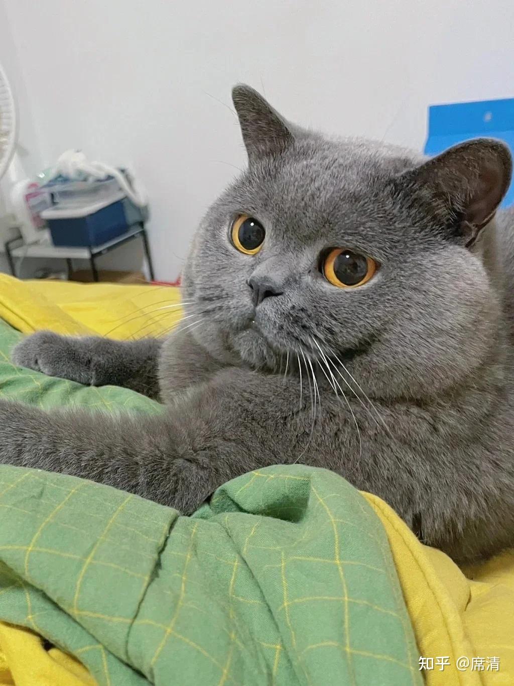 养猫三年没生过一次病的诀窍!!! - 知乎