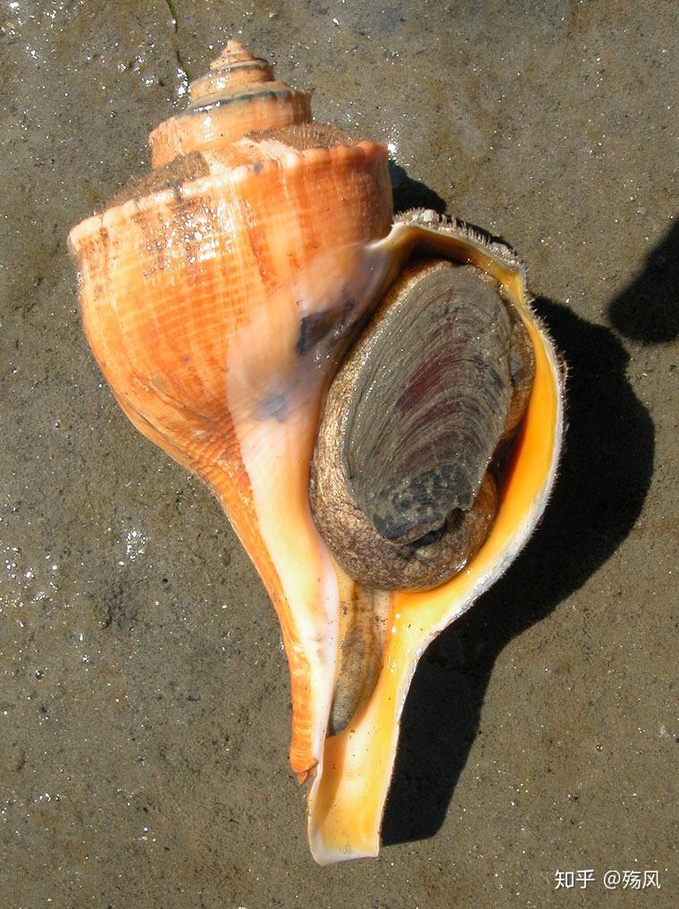 海边像蜗牛的螺的图片图片