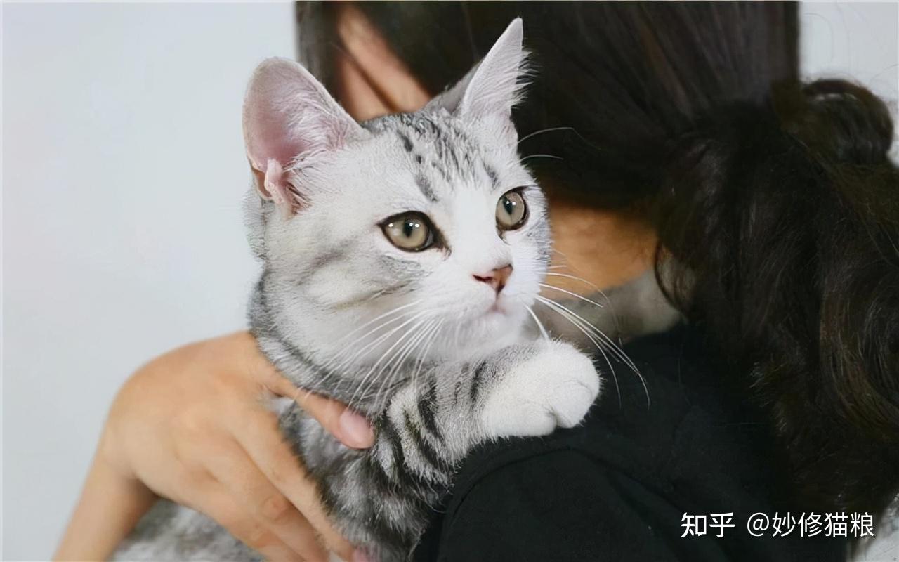 这些错误的"抱猫"姿势,会让猫咪不喜欢你,很多人还在用 - 知乎