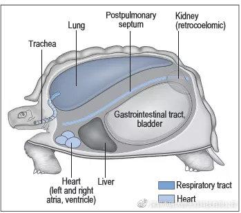 乌龟身体结构图图片