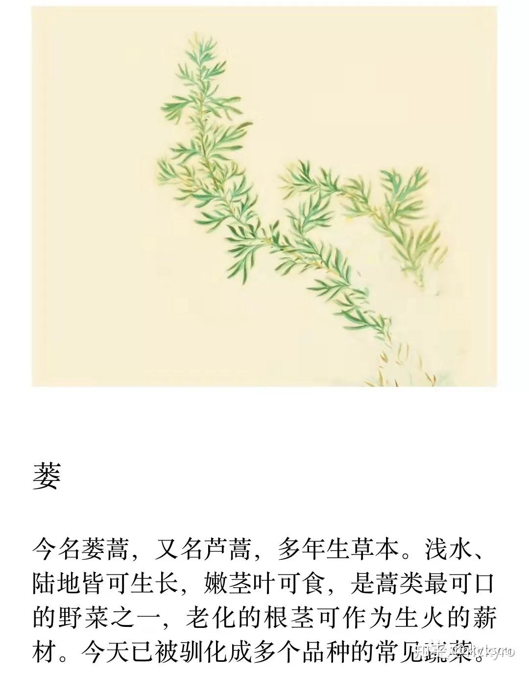 诗经今译周南原句式原韵格