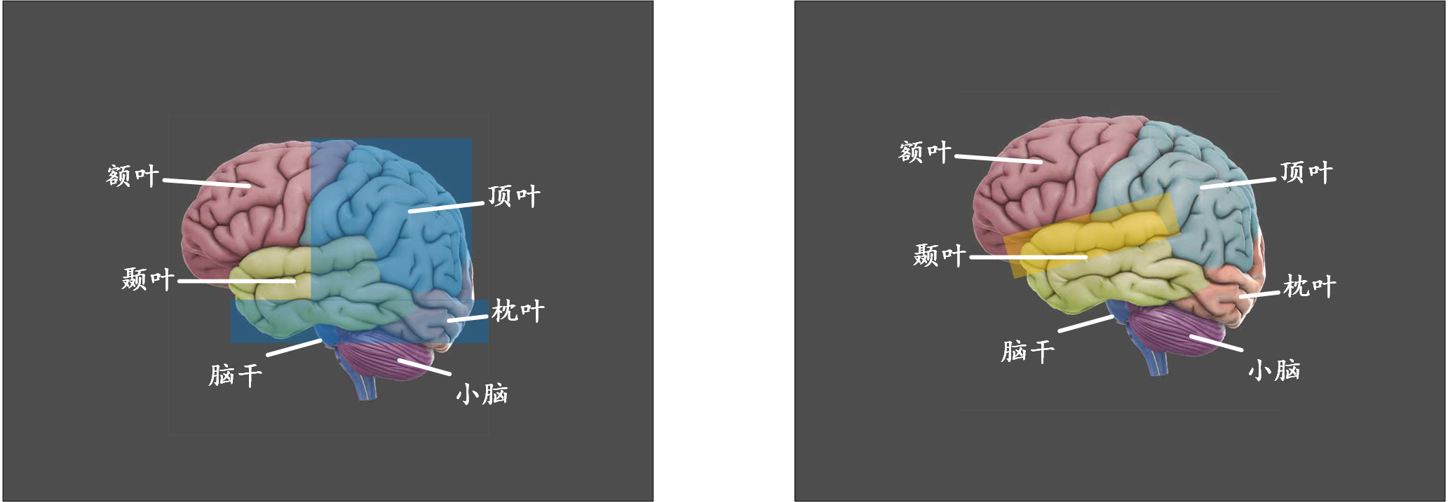 脑科学:现代人的一门重要必修课 - 知乎