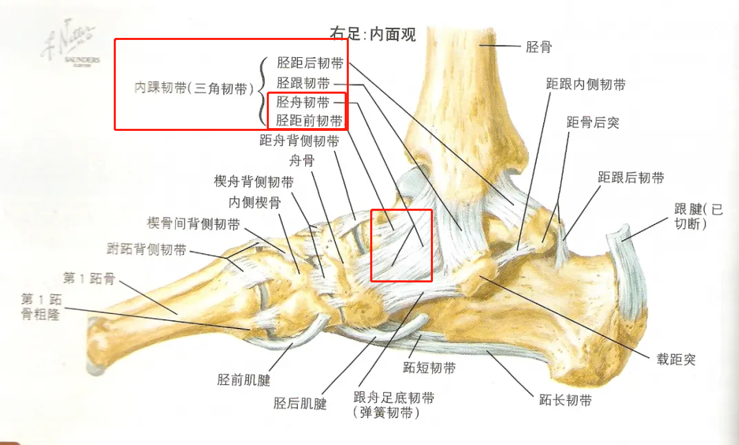踝关节距骨软骨微骨折与韧带修复手术及康复历程