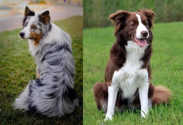 萌宠百科智商超高的狗狗边境牧羊犬bordercollie