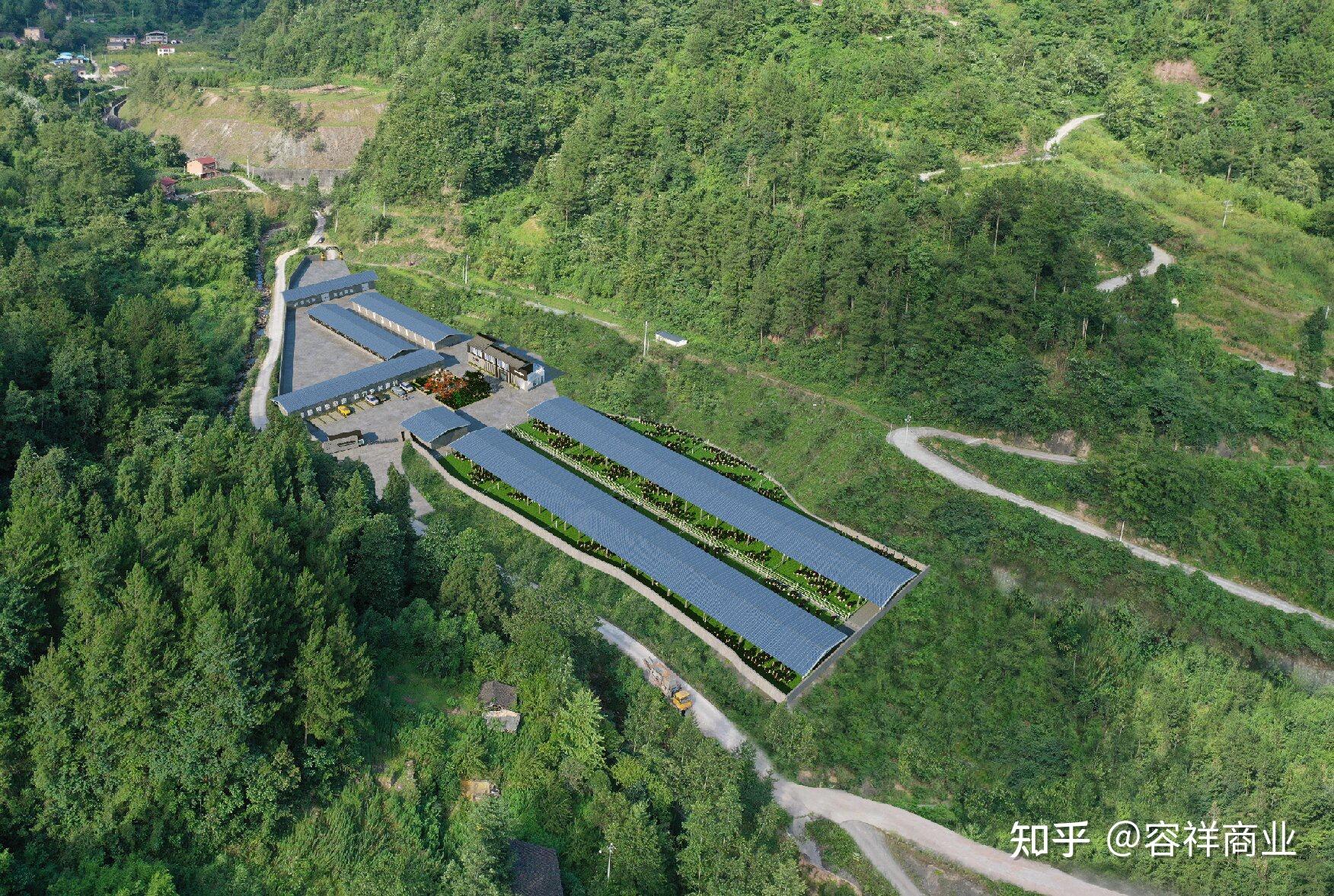 四川遂宁鸵鸟养殖基地图片