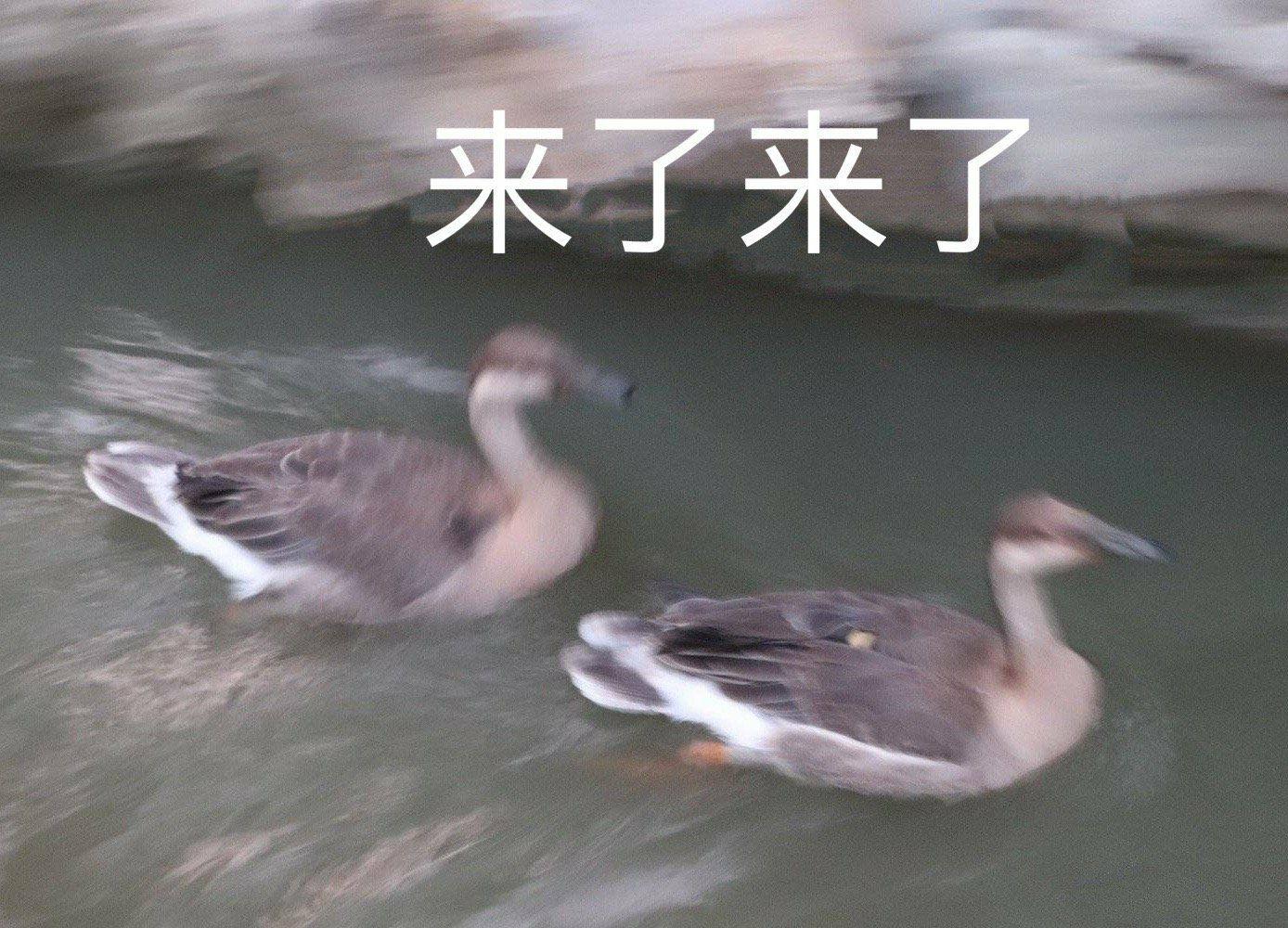 为什么很多女生get不到表情包? - 知乎