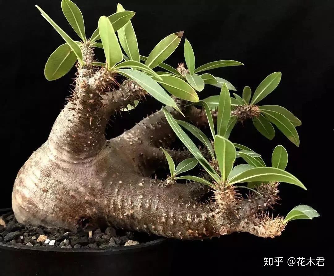 珍稀多肉推荐惠比须笑的辨识鉴赏以及栽培养护