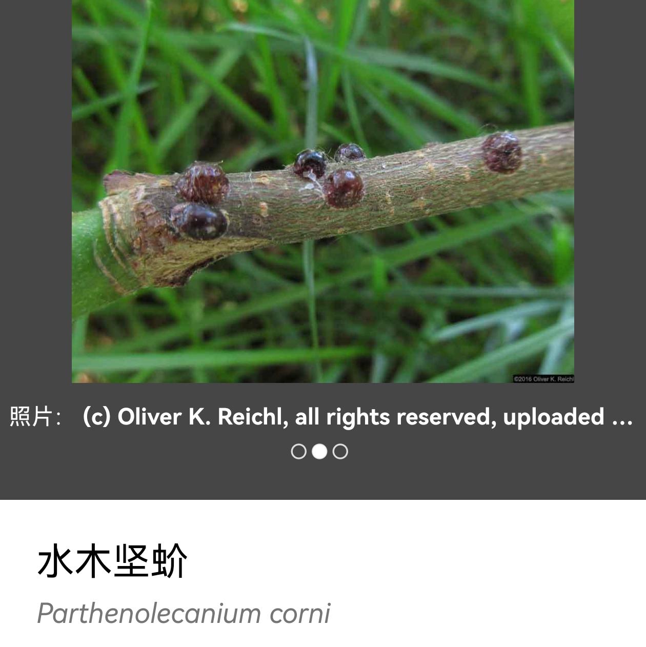 这是星斑梳龟甲幼虫吗,在紫叶桃上发现的,可能有些糊?