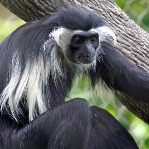 安哥拉疣猴图片