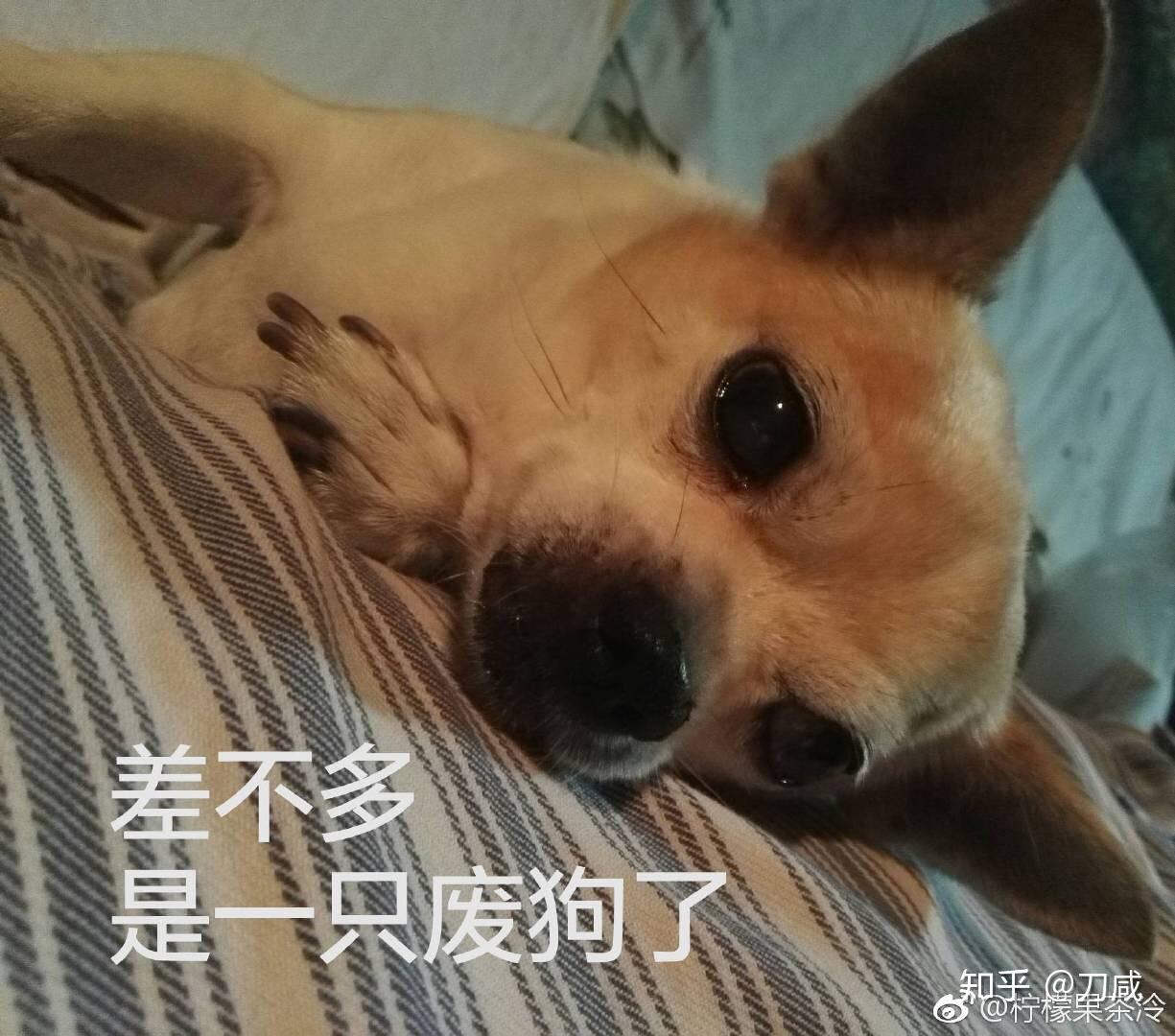 吉娃娃的表情包好沙雕啊能不能分享一些