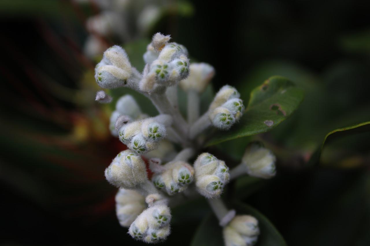 什么植物用种子传播