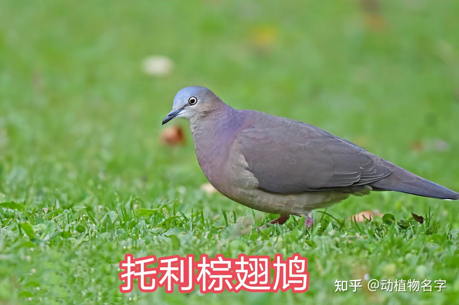 99图带你走进鸠鸽科鸟类的世界 - 知乎