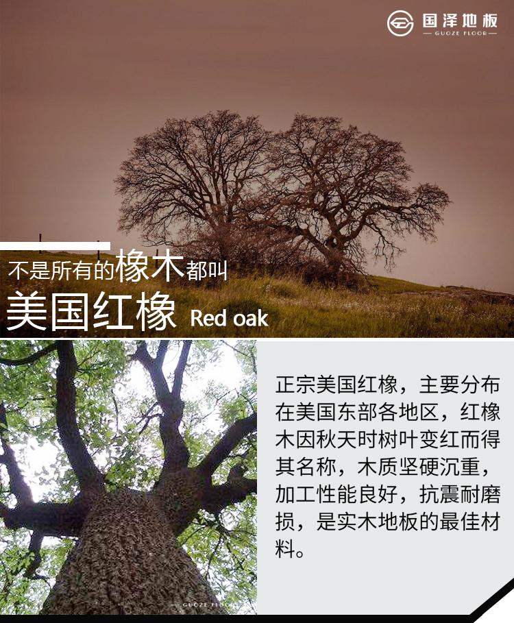 红栎(红橡木 red oak) 产地:美国,北美东部 木材学特征:落叶乔木.
