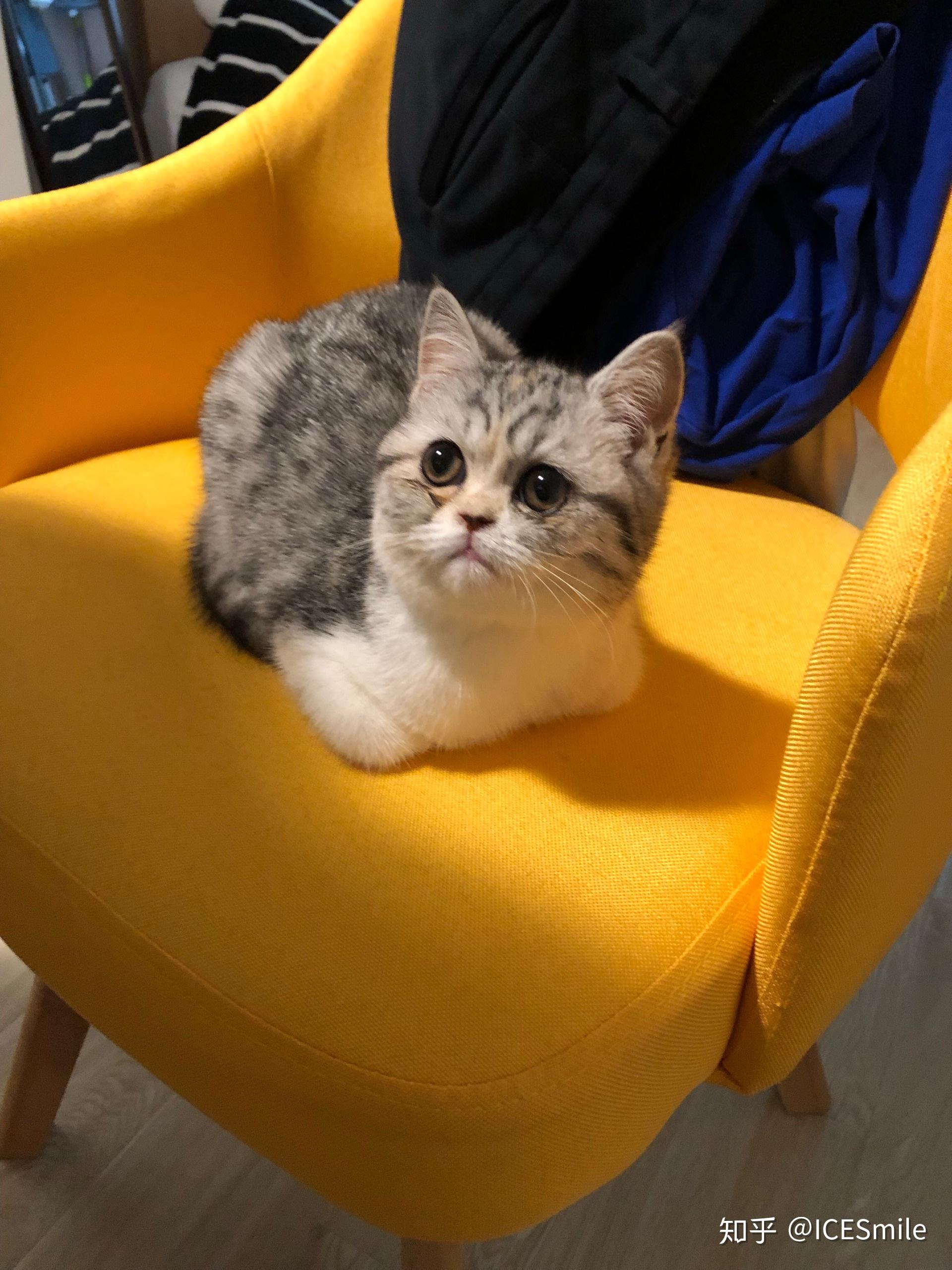 养六个月以下的小奶猫是怎样的体验