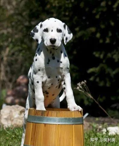 什么叫做失格犬的特征 v2-a9a2cf612e0bddbb8bd4b93be926f198_b.jpg