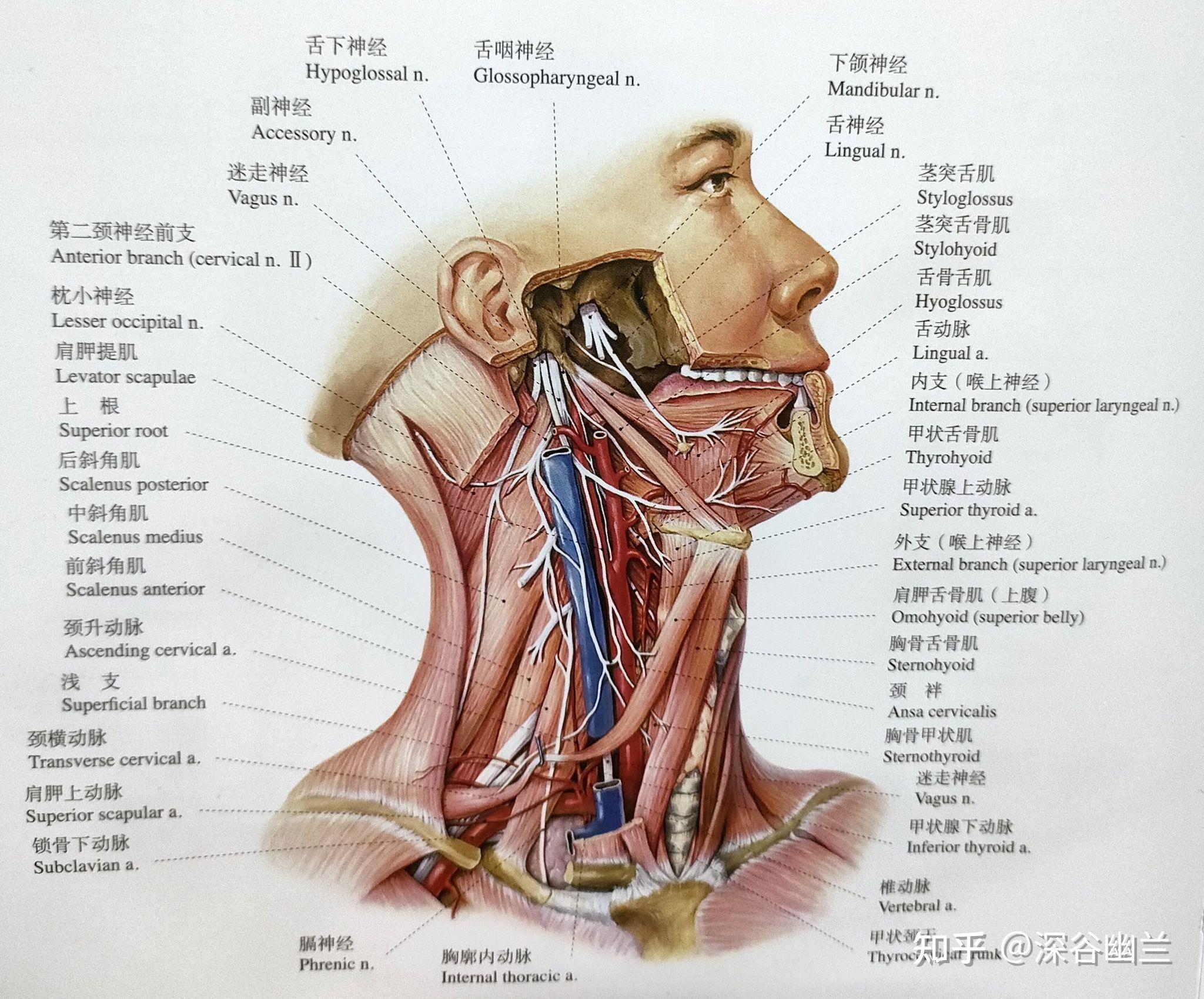 前颈部肌肉有胸锁乳突肌,前斜角肌,胸骨舌骨肌,肩胛舌骨肌,胸骨甲状肌