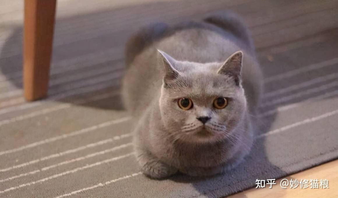 猫咪爱“揣手手”的秘密，原来还有这么多种意思 - 知乎