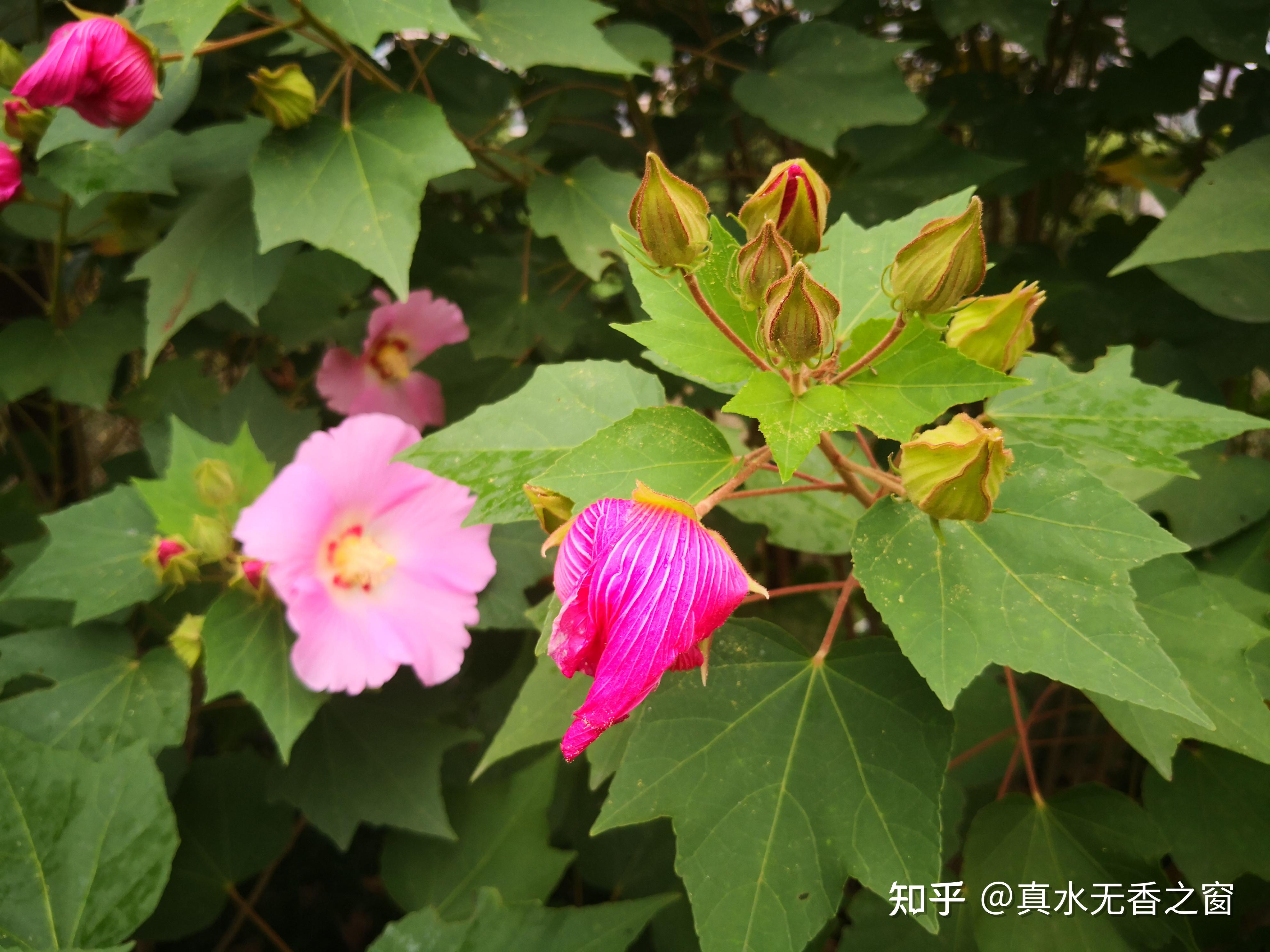 芙蓉花开又一年